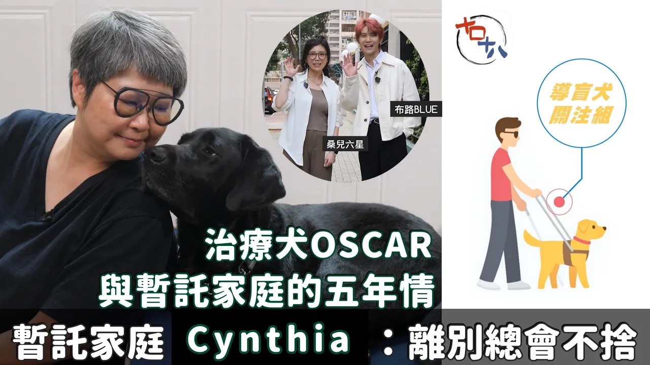 導盲犬關注組丨拉布拉多Oscar由導盲犬變成治療犬的因由丨專…