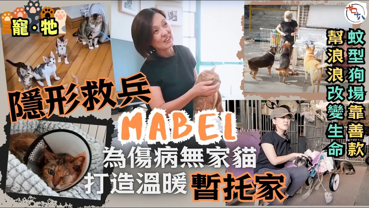 寵・牠丨愛心女做隱形救兵八年丨為傷病無家貓打造溫暖暫托家 成…