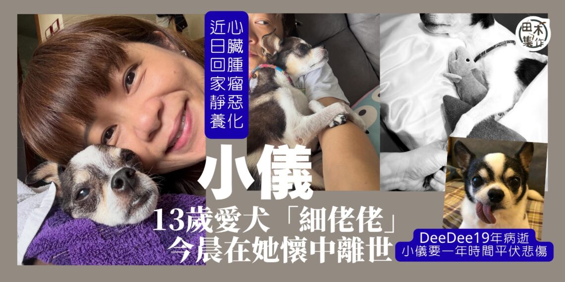 阮小儀愛犬「細佬佬」今晨在她懷中安詳離世 發公開信感謝陪伴13年零9個月丨田木集作